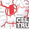 Blood vessels artery and vein model labeled. 1