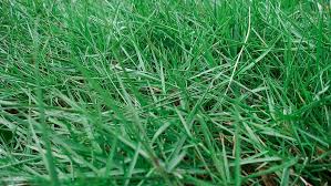 Rumput grinting cocok untuk ditanam di lapangan olahraga (golf dan sepak bola) serta sebagai penutup tanah di halaman rumah. Jenis Rumput Yang Biasa Dipakai Untuk Membuat Taman Taman Dictio Community