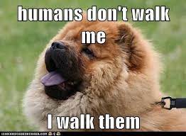 The 15 Funniest Chow Chow Memes Chow Chow Funny Dog Memes Chow Chow Puppy