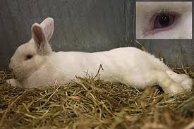 I've been meaning to bring in some outside blood and do some he's a new zealand, and he's either 9 weeks old or he was born in february, not sure which was right. Young Male New Zealand Rabbit With An Entirely White Fur And Pinkish Download Scientific Diagram