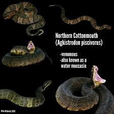 But often get confused with. Cottonmouths Abnc