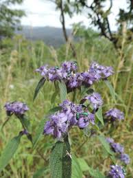 Image result for Haumaniastrum venosum