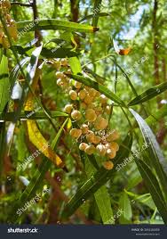 Image result for Searsia lancea