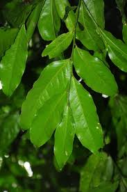 Image result for Drypetes