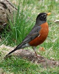 Michigan Bird With White Stripe On Head Cosy Refugium Photo American Robin Colorful Birds Backyard Birds