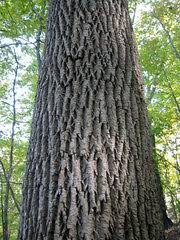 Which is why our planting services team here at stauffers put together a guide. Trees Of Pennsylvania Inaturalist