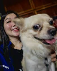 Chihuahua owners group