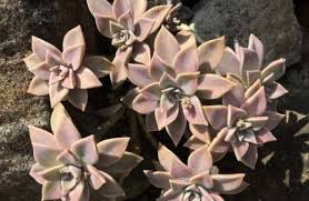 Ghost plant is a very forgiving grower, needing only bright sun, occasional water, and protection from deep frosts. Graptopetalum Plant Care Ghost Plant Facts Sprouting Indoors Succulent Cactus And Houseplant Tips