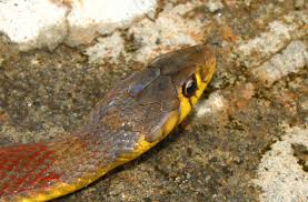 Image result for Amphiasma