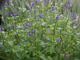 Image result for Stachytarpheta urticifolia