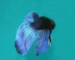 The Natural Habitat Of Betta Fish