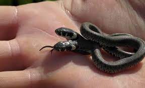Rare Two Headed Snake Found In Croatia On Sunday Barcroft Tv Screenshot Snake Snake Lovers Snake Photos