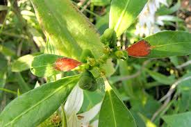 Image result for Euphorbia heterophylla