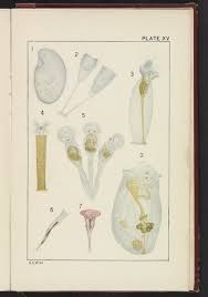 Image result for Protozoa