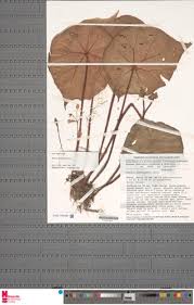 Image result for Begonia potamophila