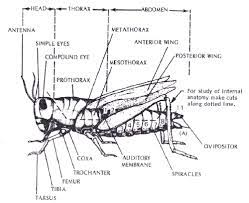 Images on pinterest | insects. Grasshopper External Anatomy Anatomy Drawing Diagram