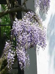 In this article, we are going to showcase all the codes for the wisteria roblox game that we have discovered so far and are active for all the players. Wisteria Floribunda Japanese Wisteria Pfaf Plant Database