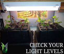 Cuttings Don T Require Much Light On The Contrary You Should Avoid High Light Levels Remember You Want Your Cuttings To C In 2020 Plant Benefits All Plants Growers