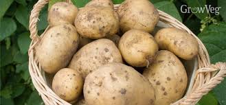 The growth of potatoes is generally divided into different phases. A Simple Way To Get High Yields Of Potatoes