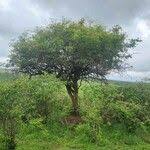 Image result for Manilkara mochisia