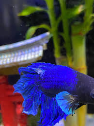Betta Fish I Saw My Betta Swimming Erratically And All Of A Sudden He Had This White Spot In His Back Is This Normal By Or Is It In 2020