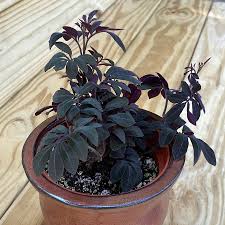 Image result for Solanum