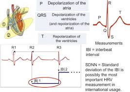 respiratory sinus arrhythmia an overview sciencedirect