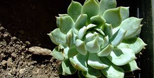 Maybe you would like to learn more about one of these? Echeveria Scopri Le Caratteristiche Di Questa Particolare