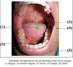 Maybe you would like to learn more about one of these? Uso De Piercings Orales Y Su Repercusion En La Salud Bucal Pagina 4 De 6 Revista Electronica De Portales Medicos Com