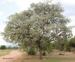 Image result for Terminalia sericea