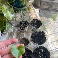 Image result for Dioscorea schimperiana