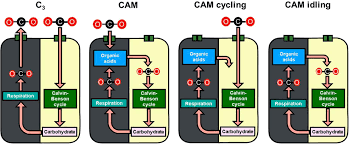 Pollution peaks on idling action event days were lower overall than on days where there were no events. Frontiers Metabolic Modeling Of The C3 Cam Continuum Revealed The Establishment Of A Starch Sugar Malate Cycle In Cam Evolution Plant Science