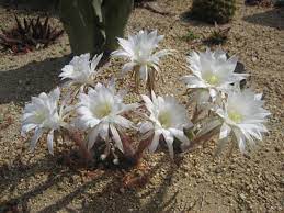 This unique cactus grows under 6 inches tall. On Line Guide To The Positive Identification Of Members Of The Cactus Family