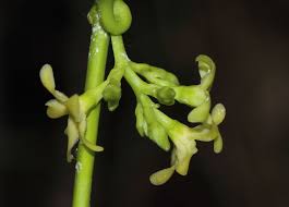 Image result for Cryptolepis hypoglauca