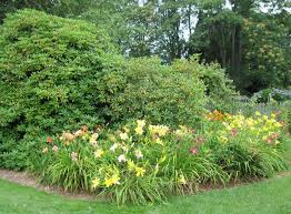 Evergreens Form The Backdrop For Bright Sunny Daylilies Lowes Landscaping Landscape Design Small Front Yard Landscaping