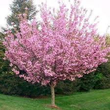 Maybe you would like to learn more about one of these? Flowering Cherry Trees For Sale Kwanzan Yoshino Okame Cherry Tree
