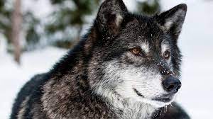 Find and download wolf wallpapers 1920x1080 wallpapers, total 34 desktop background. Wolf Wallpapers 1920x1080 Wallpaper Cave