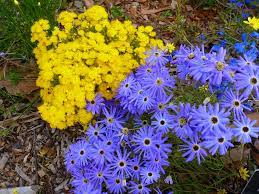 Gorgeous flowers that bloom year round. Angus S Top Ten Australian Plants For Colour Gardening With Angus