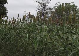 We did not find results for: Sorghum Revival 5 Reasons To Plant Sorghum This Year