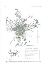 Image result for Erythrocephalum decipiens