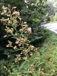 Image result for Erigeron sumatrensis
