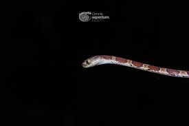 Image result for Imantodes chocoensis