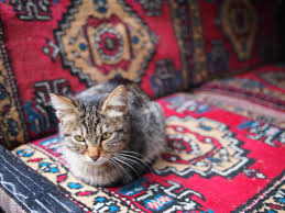 Free feeding cats can lead to overeating and obesity, especially if the amount of food is not limited. Why Are There So Many Cats In Istanbul Istanbul S Cats Explained