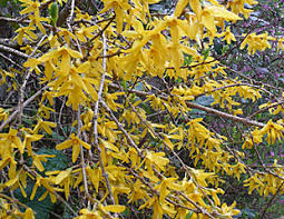 Forsythia's blooming cycle while the forsythia is one of the first blooms of the spring season, it's also one of the last to lose its leaves in the fall. Growing Forsythia