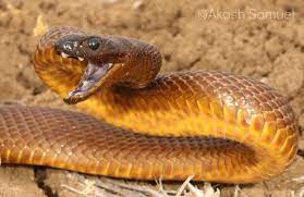 Taipan Snake Snake Inland Taipan Snake Photos