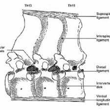 Clinical anatomy of the horse. Pdf Structure And Biomechnaical Concept Of The Equine Back