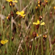 Image result for Xyris capensis