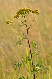 She started complaining that the color didn't change. Tansy Wikipedia