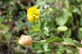 Image result for Argyrolobium macrophyllum