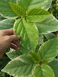 Image result for Cordia